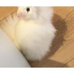 Meet your Posher, Waffle